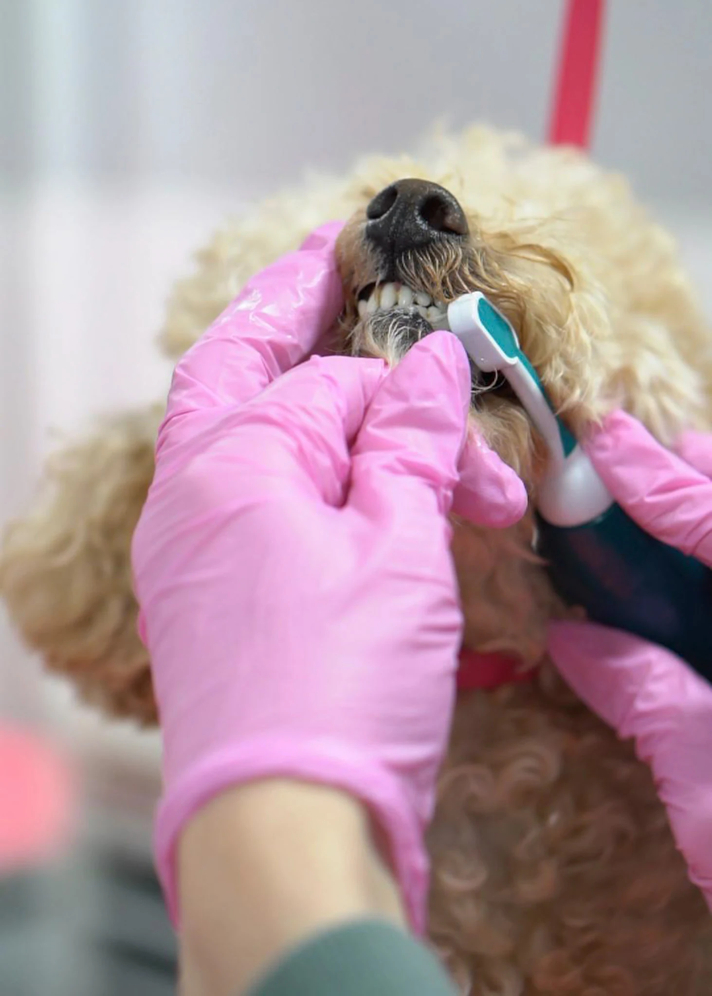 Dog receiving teeth cleaning with pink-gloved hands