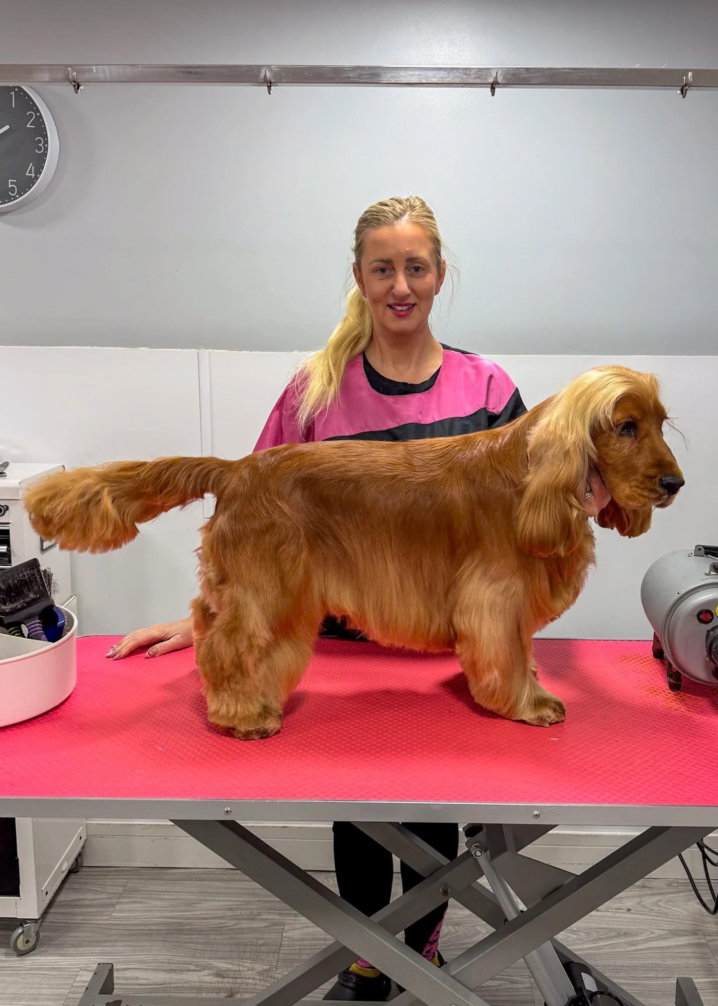 Groomer with a hand-stripped golden Spaniel