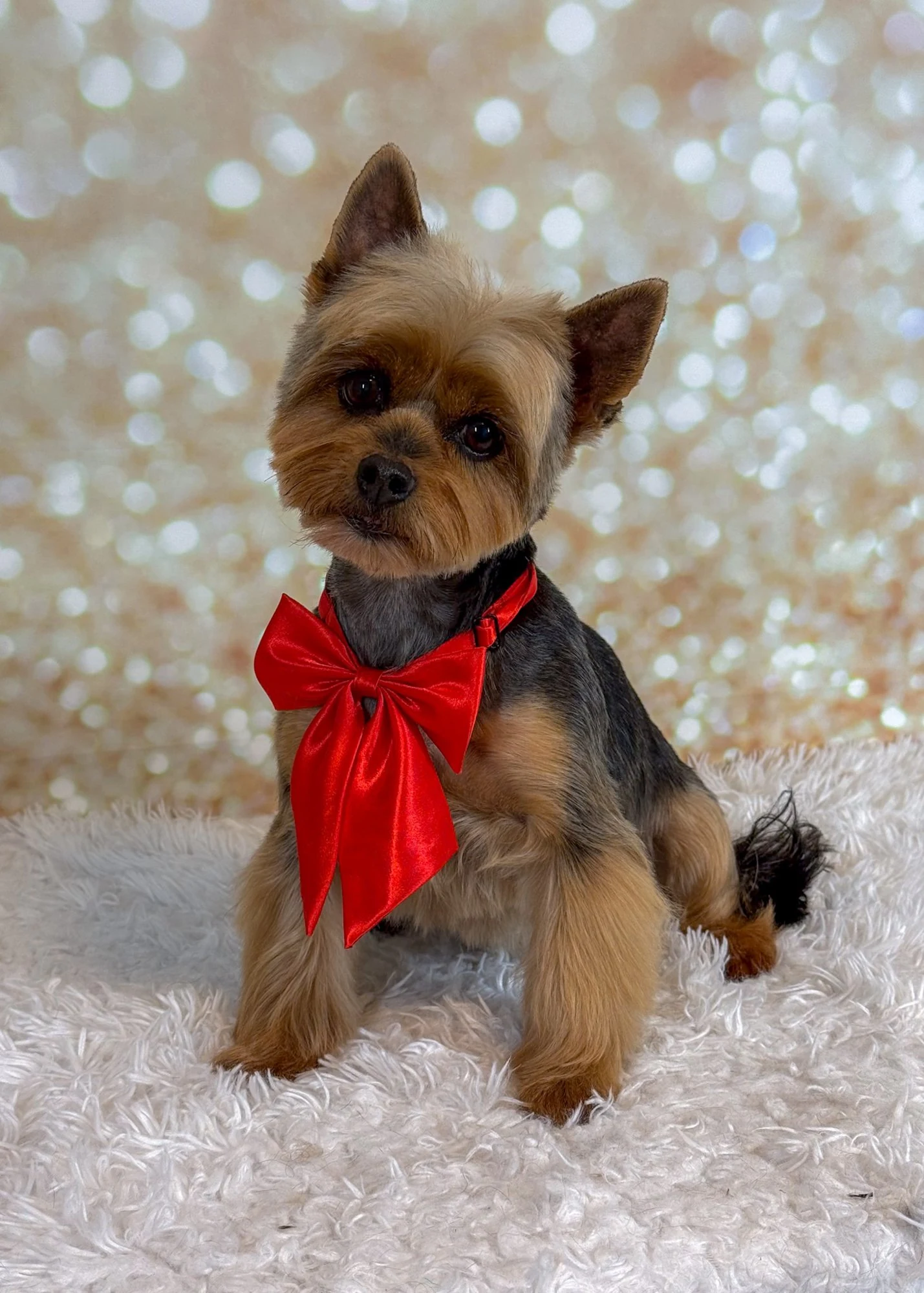 Senior Yorkshire Terrier after grooming