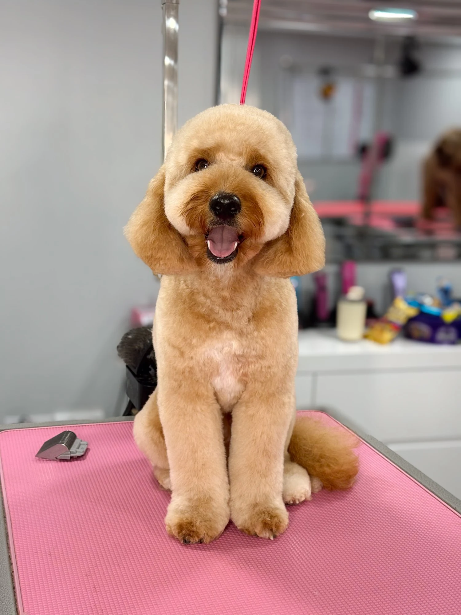 Apricot poodle after grooming