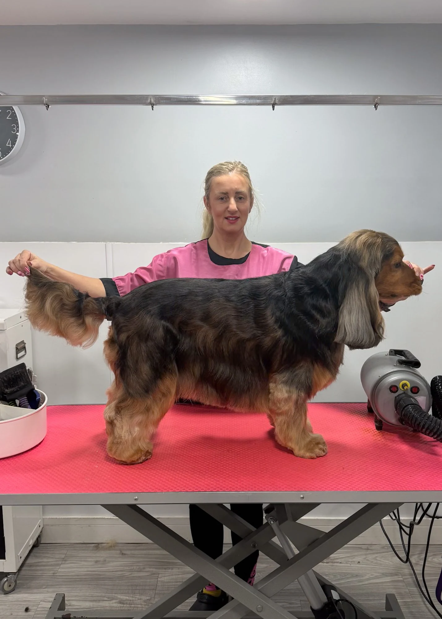 Groomer with a dark Spaniel on the grooming table