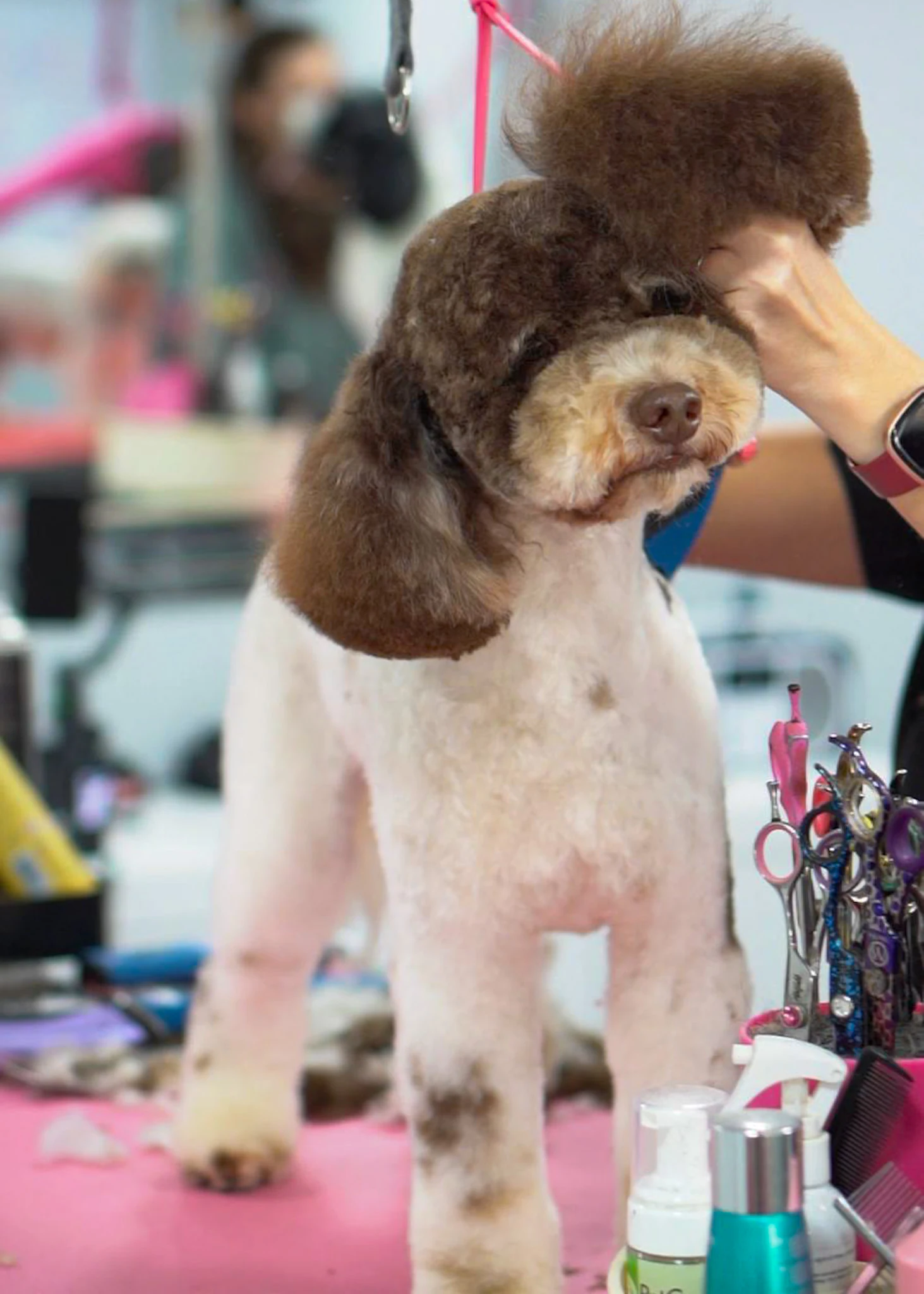 Poodle being carefully styled on the grooming table