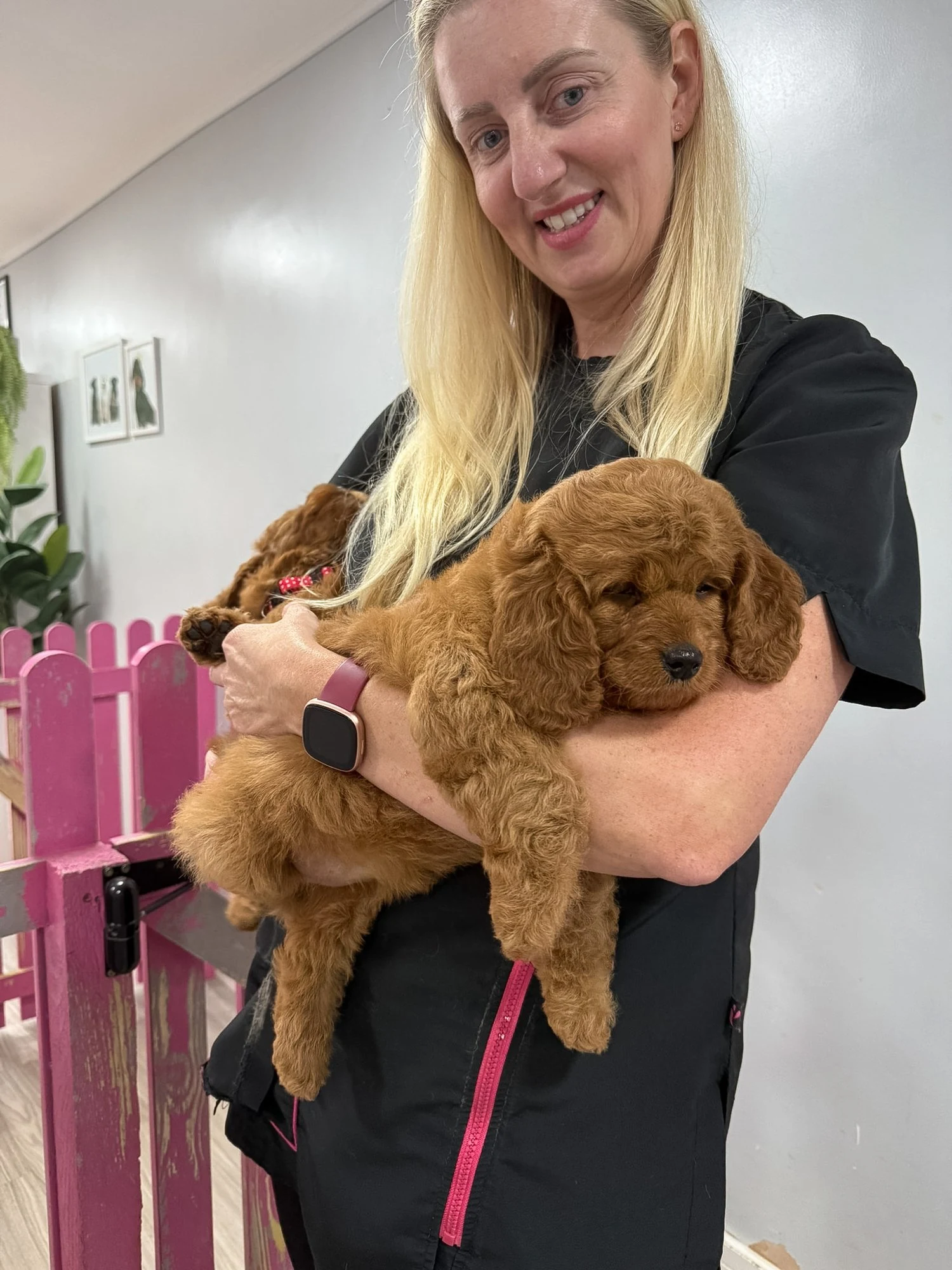 Groomer calmly holding an apricot dog