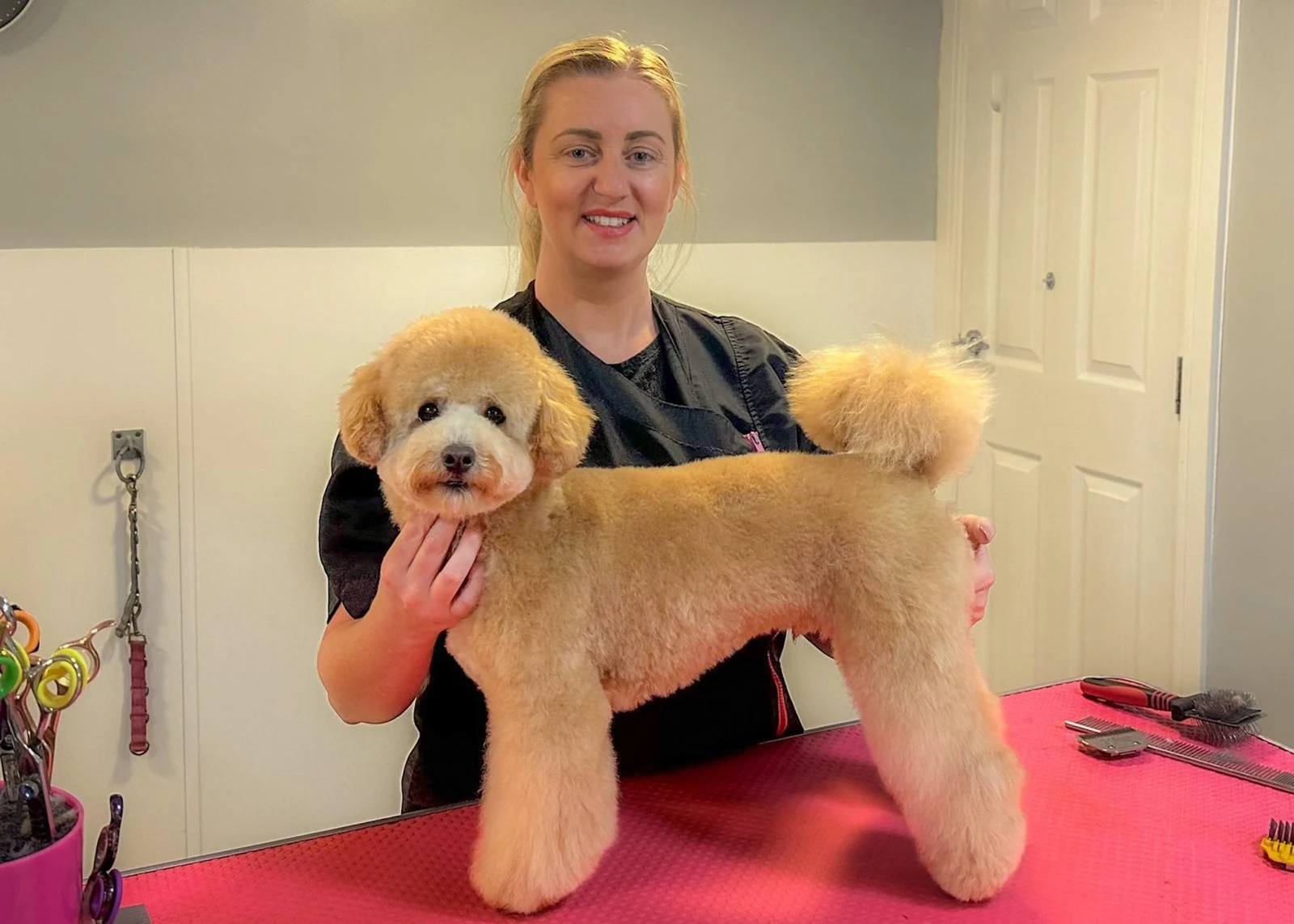 Groomer with a freshly styled apricot poodle