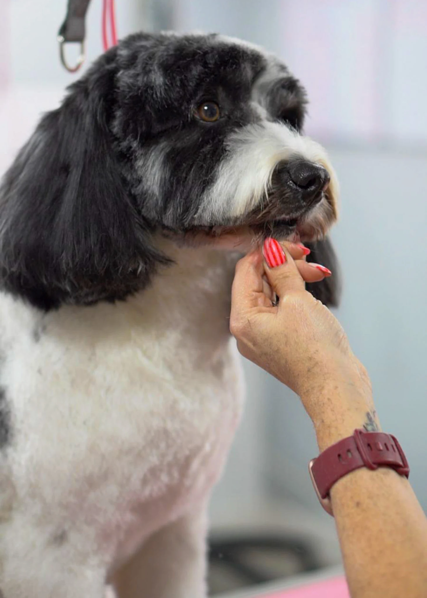 Groomer gently supporting a black and white dog