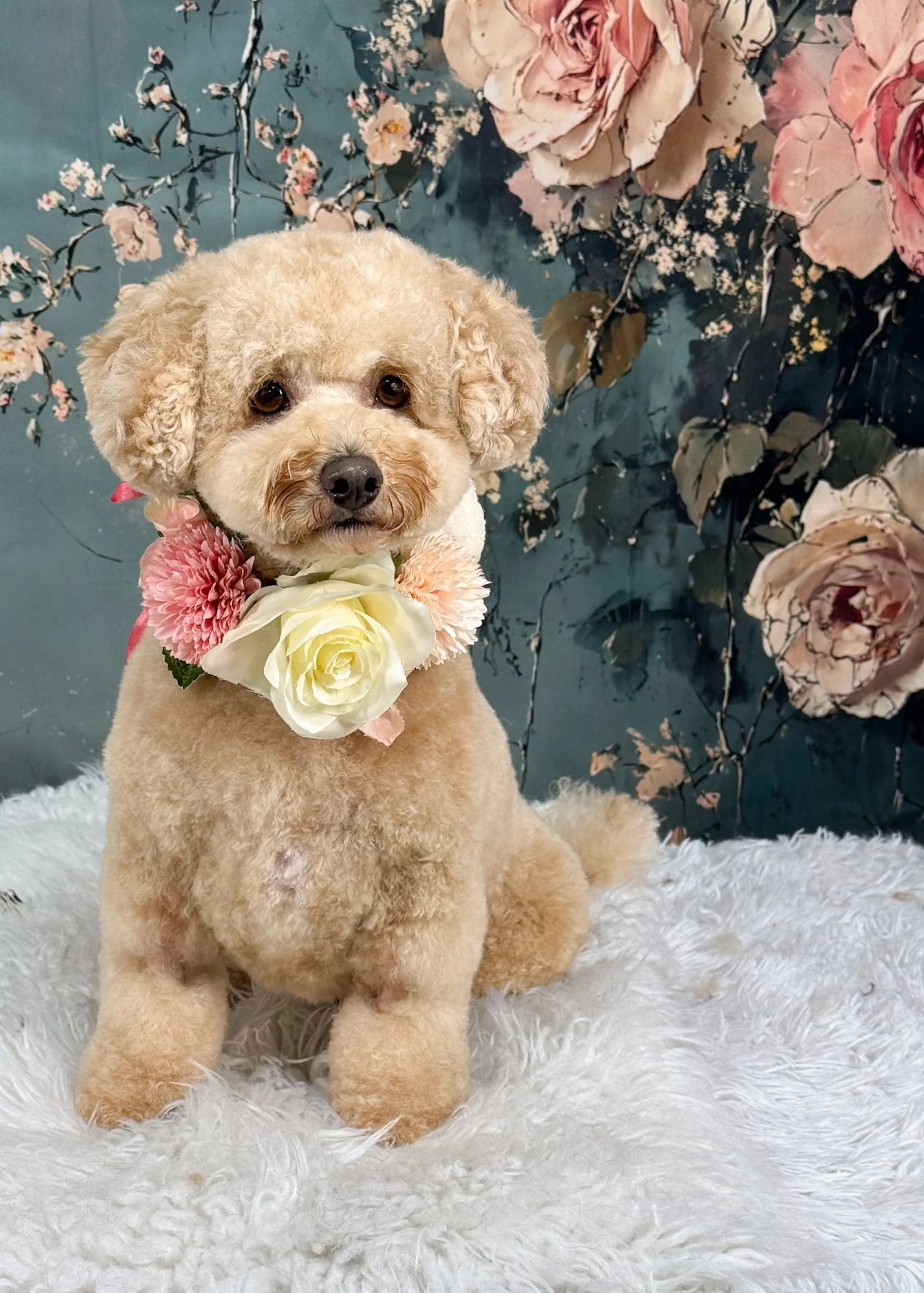 Cockapoo wearing a flower collar after grooming