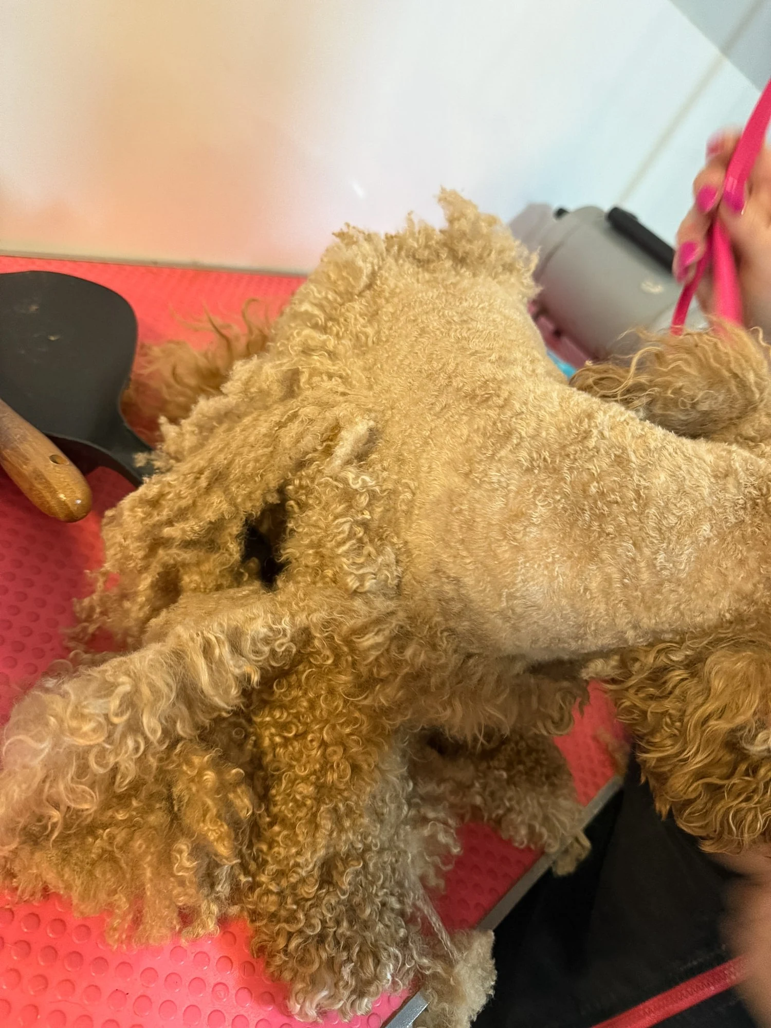 Matted curly coat before grooming