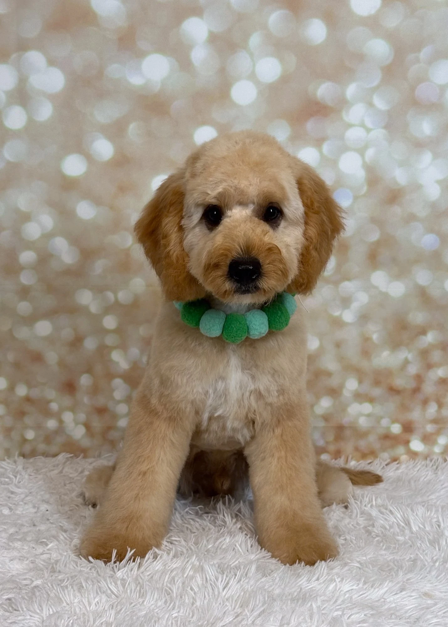 Apricot dog wearing a green bow