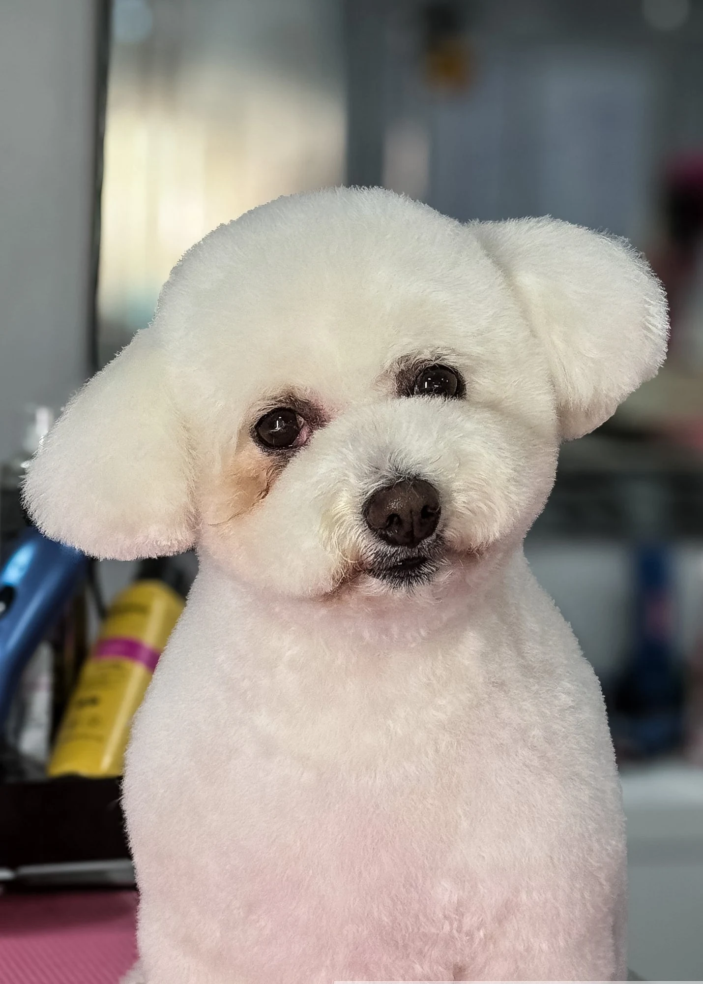Bichon on the grooming table