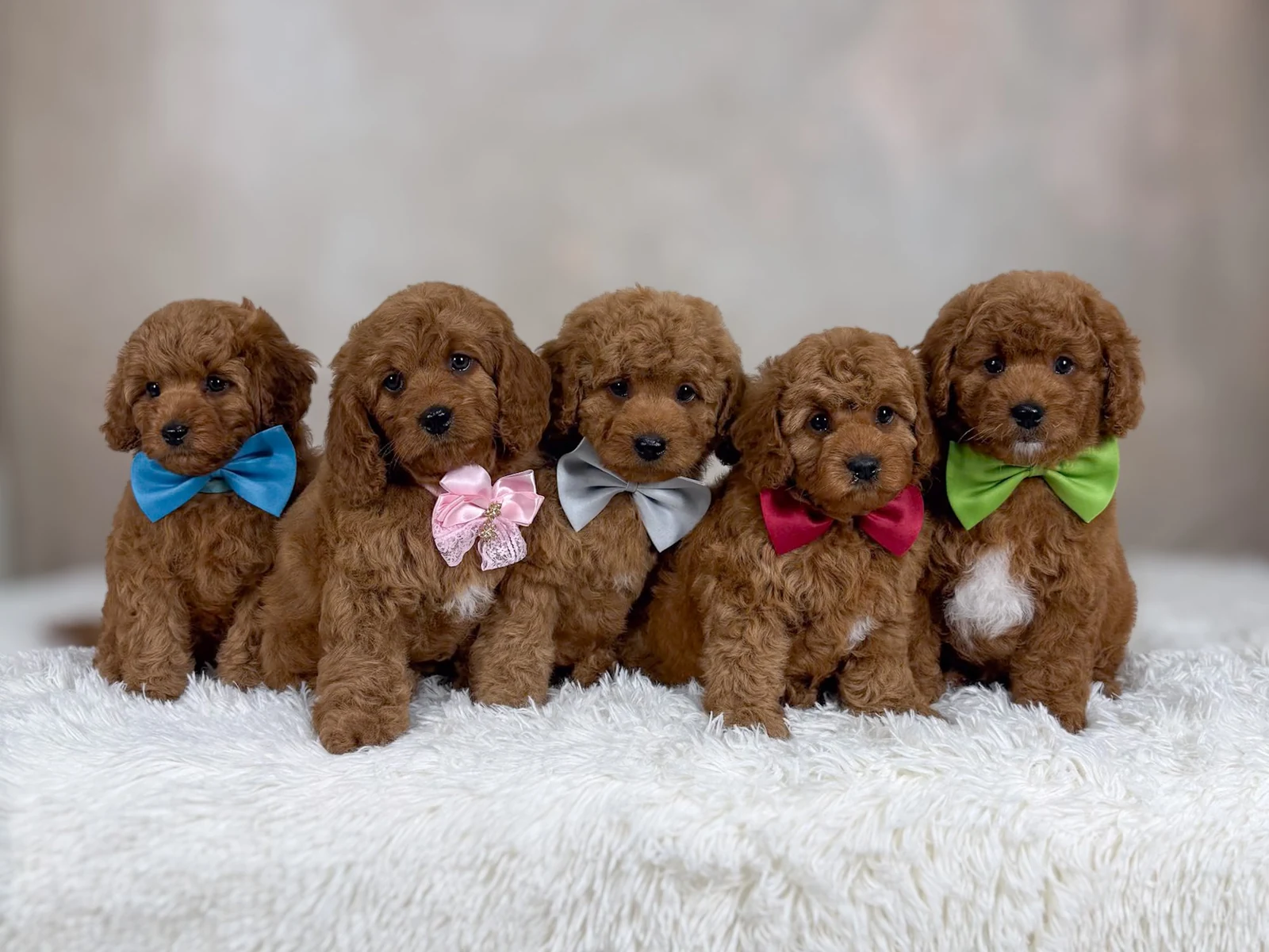 Five puppies wearing colourful bows