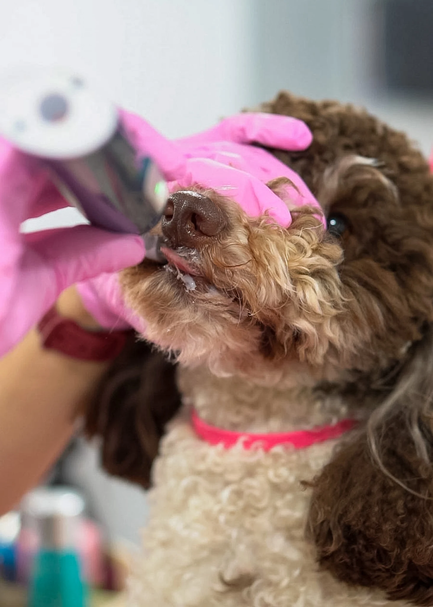 Dog receiving Emmi pet teeth cleaning