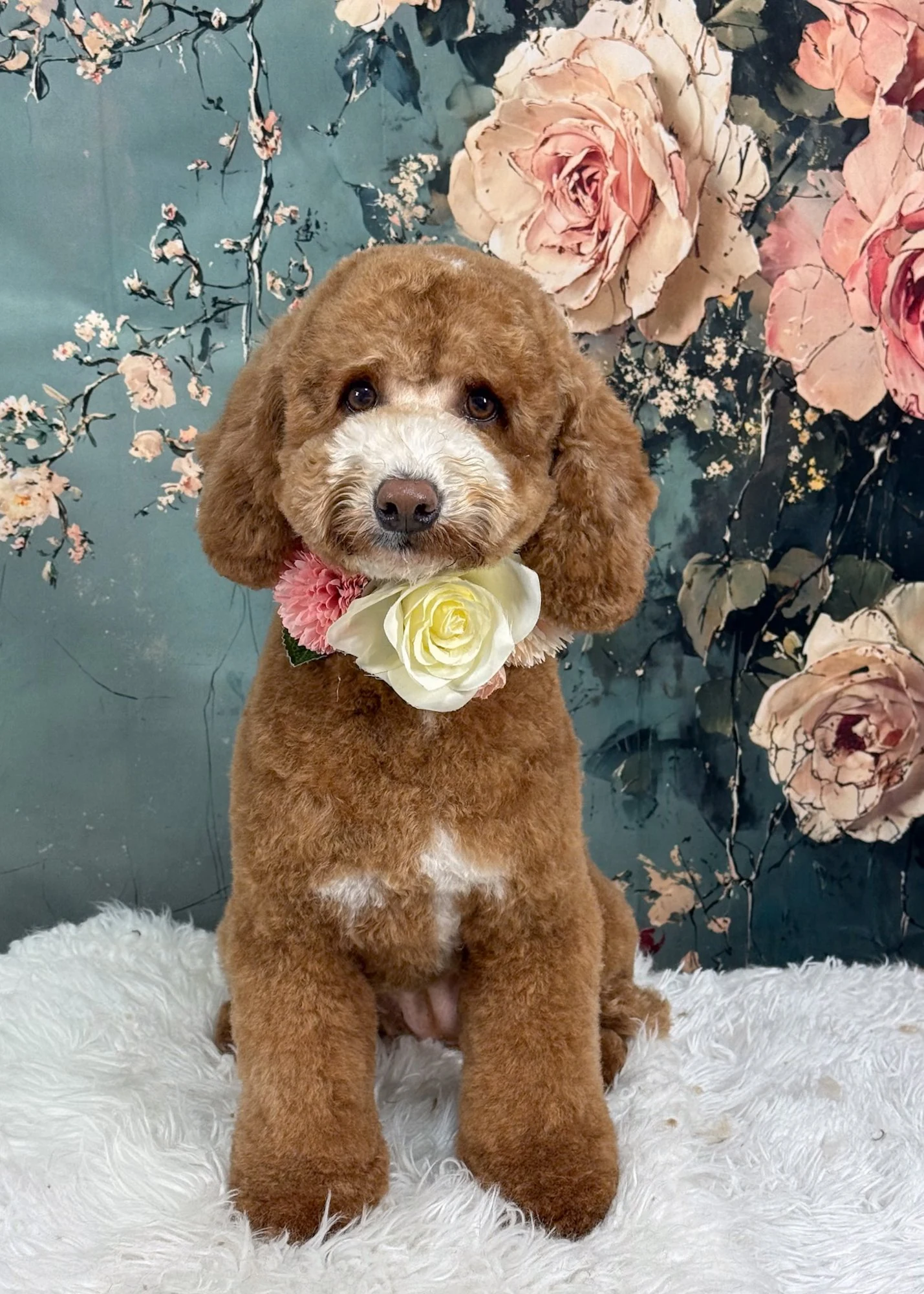 Cockapoo after a full groom